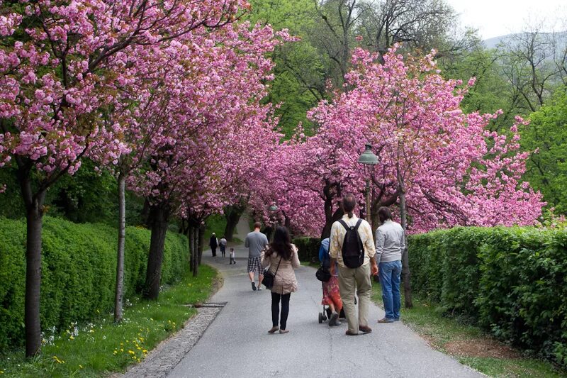 Москва сейчас деревья. Сакура в Анапе. Цветение Сакуры. Цветущие деревья в Анапе. Сакура в Белгороде в парке.