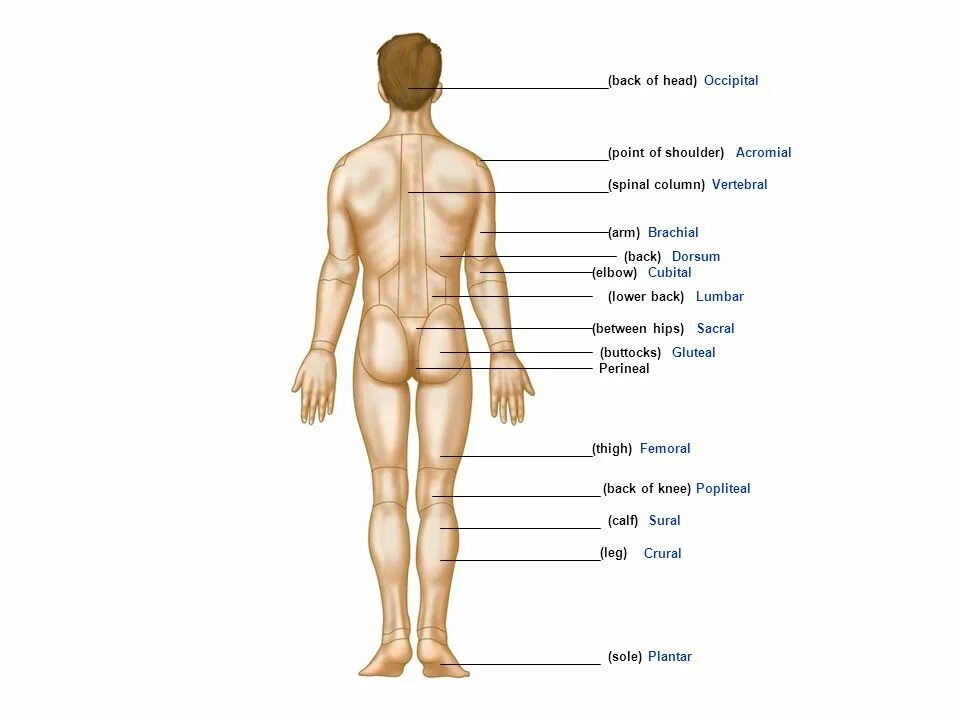 Мышечная система человека анатомия. Anatomical terminology. Тело человека мышечная система. Референс под наклоном тело. Ребенок со спины.