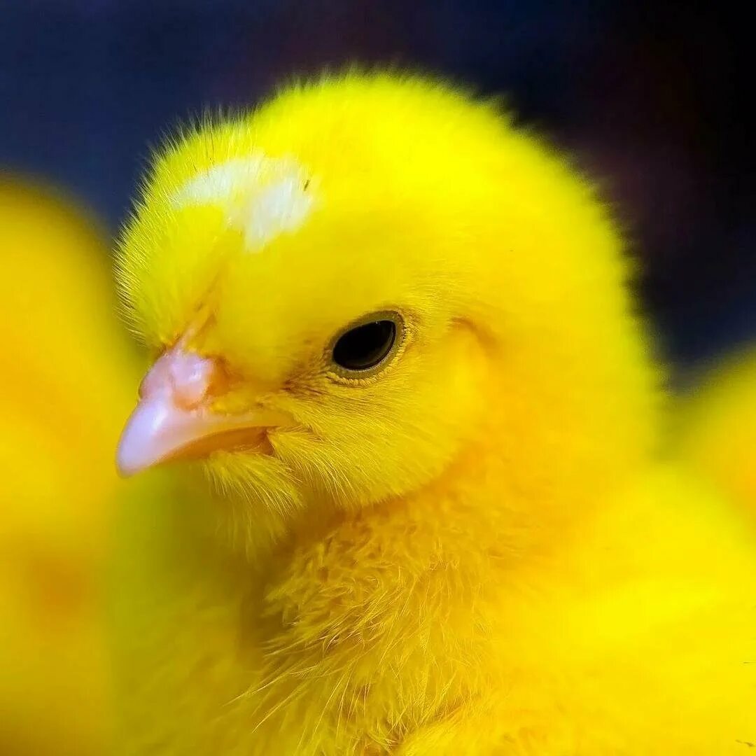 Маленькие цыпы. Цыплёнок и Жёлтик. Желтый цвет. Желтый цыпленок. Желтые животные.