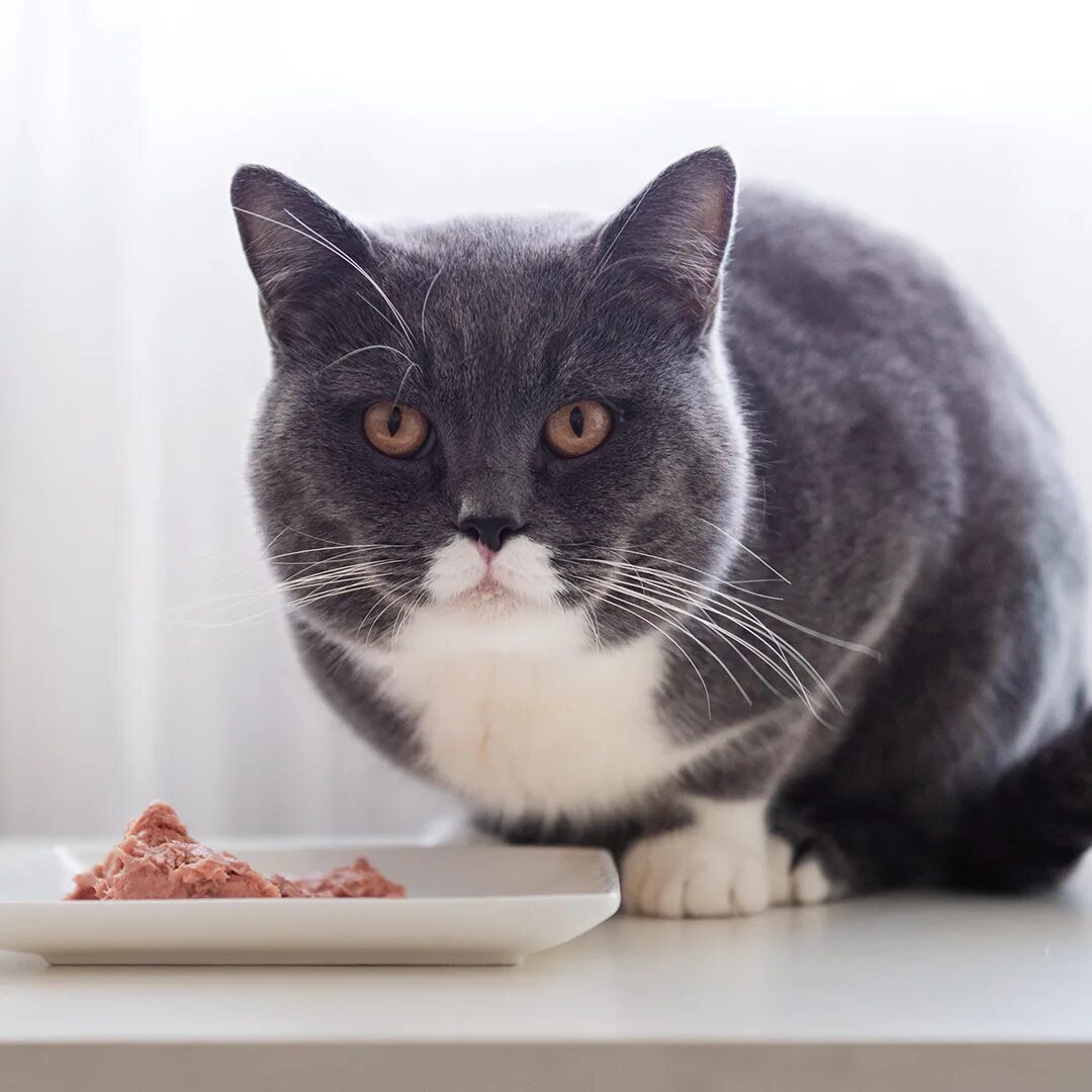 Отказ от еды у кошек. Кот ждет еды. Кошка отказывается от еды. Сибирская кошка отказывается от еды. Кошка отказывается от еды Мем.