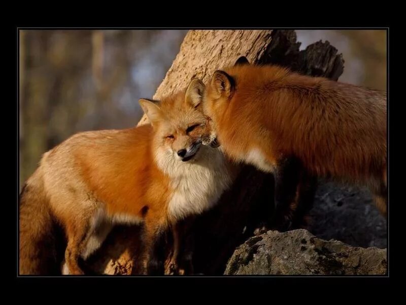 Брачный период лисов. Лисички обнимаются. Две лисы. Лисы в дикой природе. Лис самец и самка.