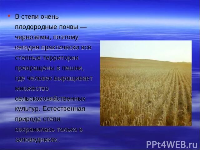 Какая природная зона самая плодородная почва чернозем. Выращиваемые культуры степи. Почвы в зоне степей очень плодородные. Что выращивают в степи. Какие культуры выращивают в степях.