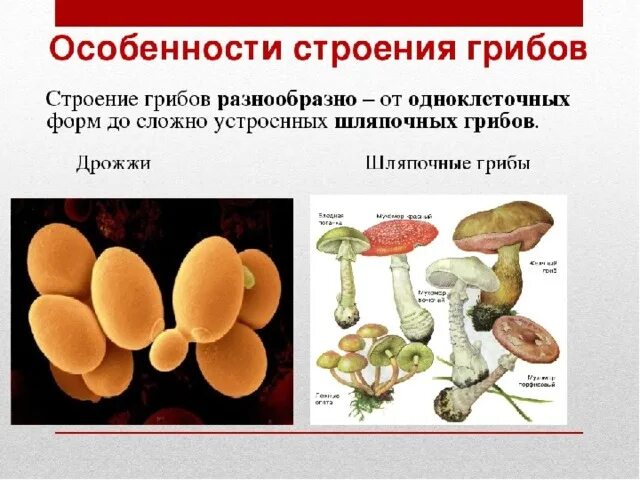 Какое основание позволило разделить грибы 7 класс. Одноклеточные грибы классификация. царство грибы особенности строения. строение гриба.