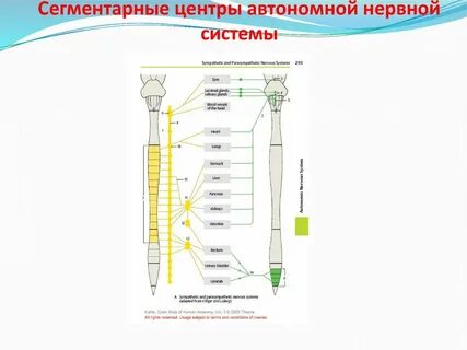Сегментарные центры вегетативной нервной системы