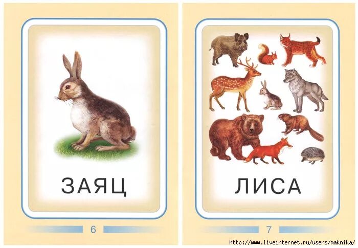 Дети животных названия с картинками для детей. Карточки с животными для детей. Дикие животные для детей. Карточки с изображением животных для детей. Карточки с домашними и дикими животными.
