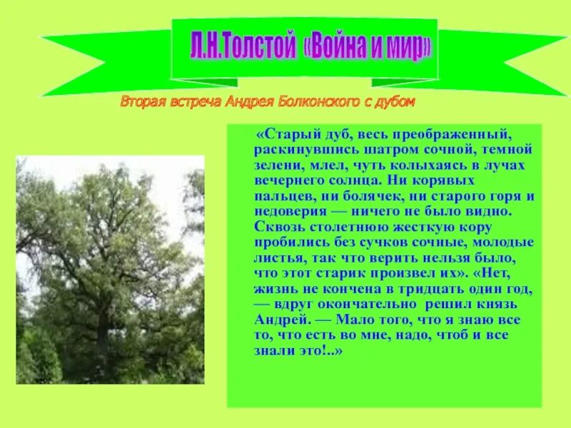 Встреча с дубом Андрея Болконского. Вторая встреча с дубом Андрея Болконского. Вторая встреча Андрея с дубом. Дуб текст описание