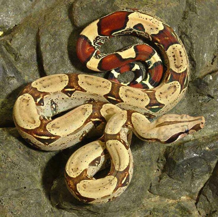 Императорский удав salmon. Степной удав. Acrantophis dumerili. Удав обыкновенный boa constrictor. Обыкновенный удав.