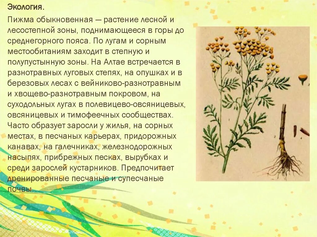 Пижма обыкновенная лечебные. Пижма обыкновенная гербарий. лекарственные растения пижма обыкновенная. пижма растение степи. пижма обыкновенная описание.