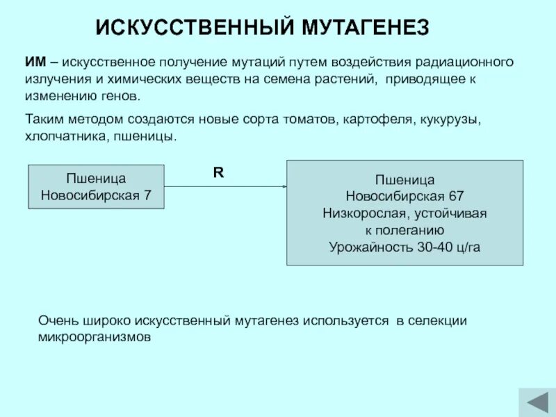 В селекции микроорганизмов используется индуцированный мутагенез. Методы селекции растений искусственный мутагенез. метод искусственного мутагенеза. искусственный мутагенез в селекции. искусственный мутагенез сущность метода.