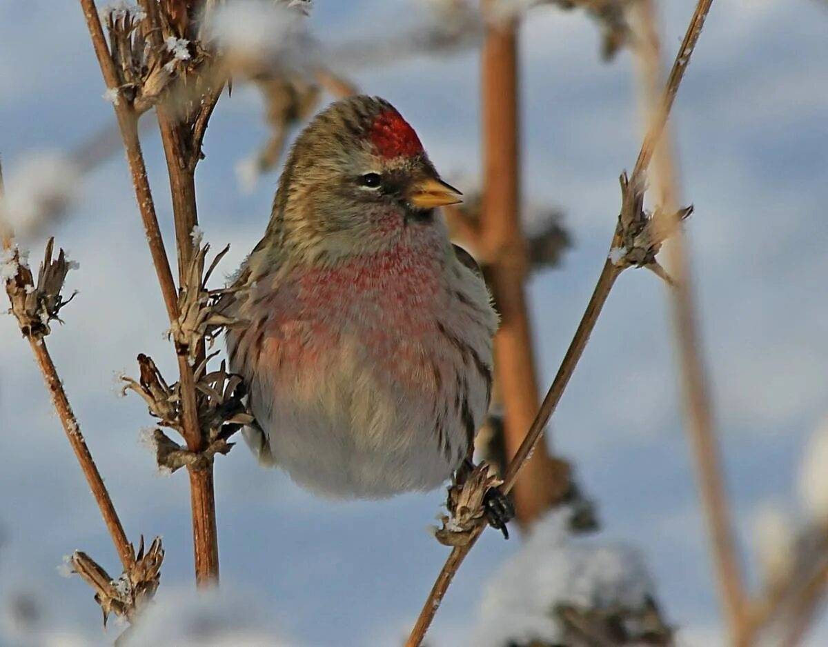 Обыкновенная чечетка. Коноплянка реполов самка. Чечётка птица. Чечётка птица. Лесная птичка чечетка.