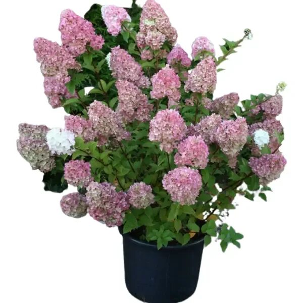 Гортензия Строберри Блоссом (Hydrangea Paniculata Strawberry Blossom) - описание