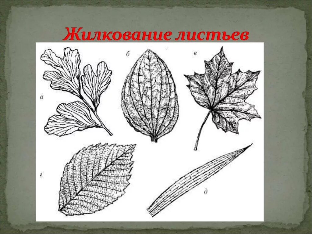 Жилкование покрытосеменных. Тип жилкования листа дихотомическое. Жилкование листа яблони. Мята перечная лист жилкование. Жилкование листа калины.