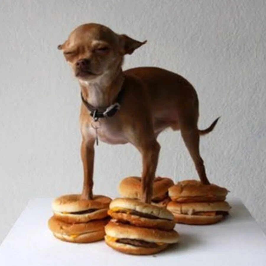 What the Dog doing. Dog standing on Hamburgers. Silly fun with think like a Dog. What is the dog doing