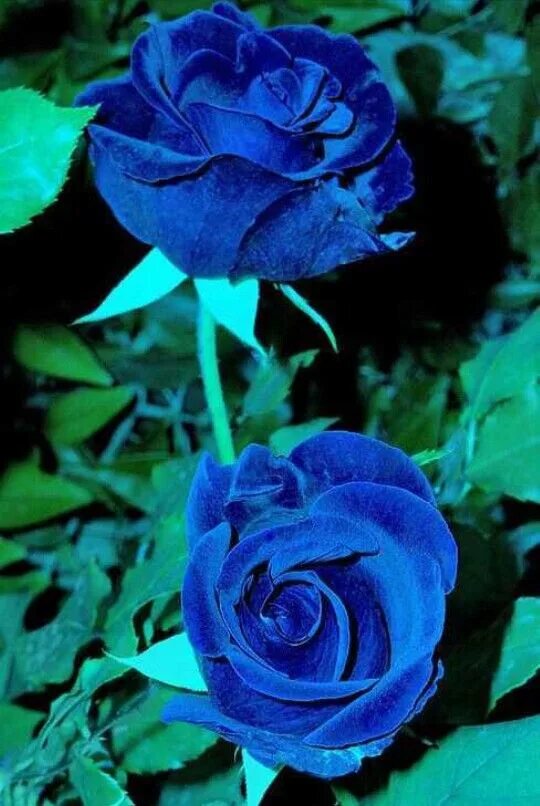 Роза блю мэджик. Панель пвх unique капли росы синий (0,25м*2,7м*8мм). Nissan skyline r35 gtr форсаж. Ferrari enzo 2020 синяя. Юник синий.