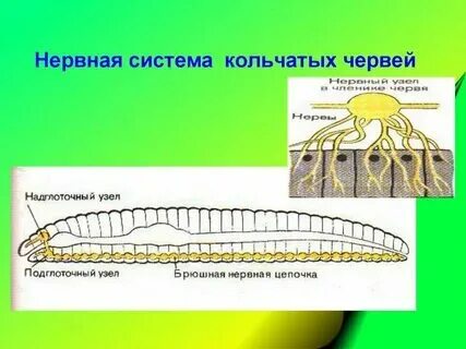 Система органов круглых и кольчатых червей