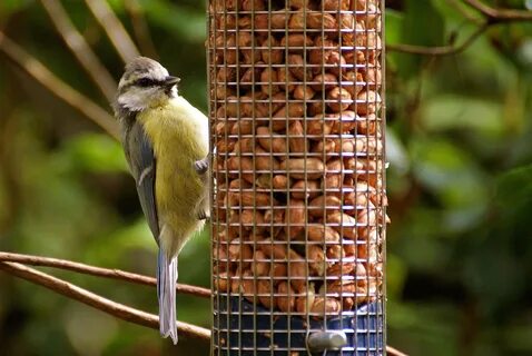 Des oiseaux