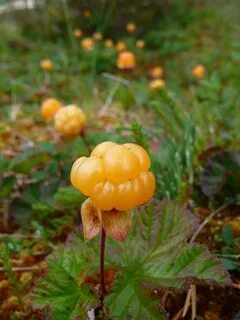 Фото морошки