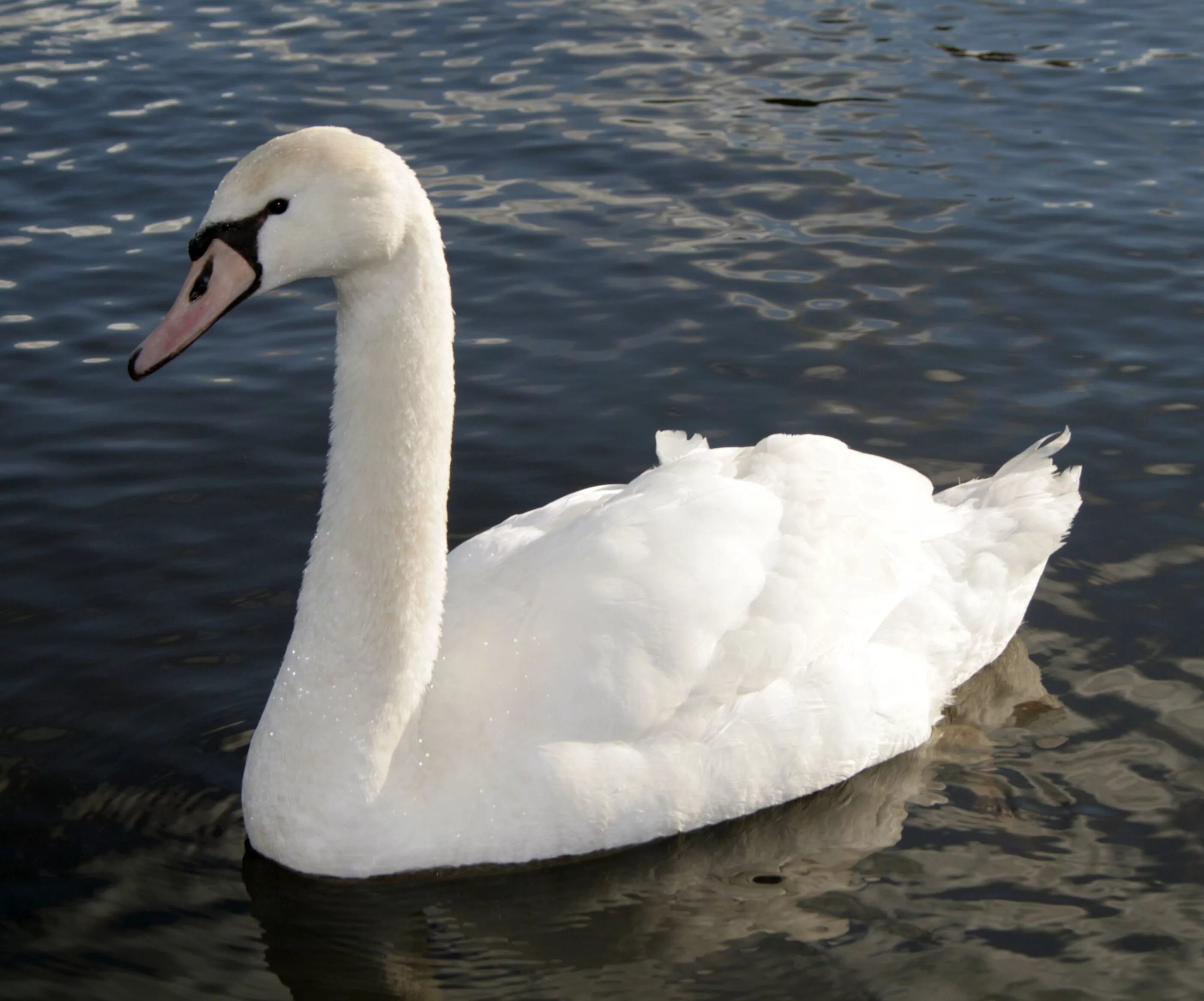 Лебедь количество звуков. Swan. Shiney Swan. Swan 1040. Echoes Swan.