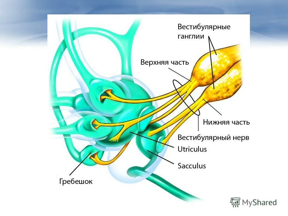 Преддверно-улитковый нерв схема. Вестибулярный нерв строение. Ветви преддверно улиткового нерва. Преддверно-улитковый нерв анатомия. Строение вестибулярного нерва