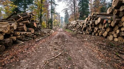 Какой вид древесины заготавливают в восточной сибири