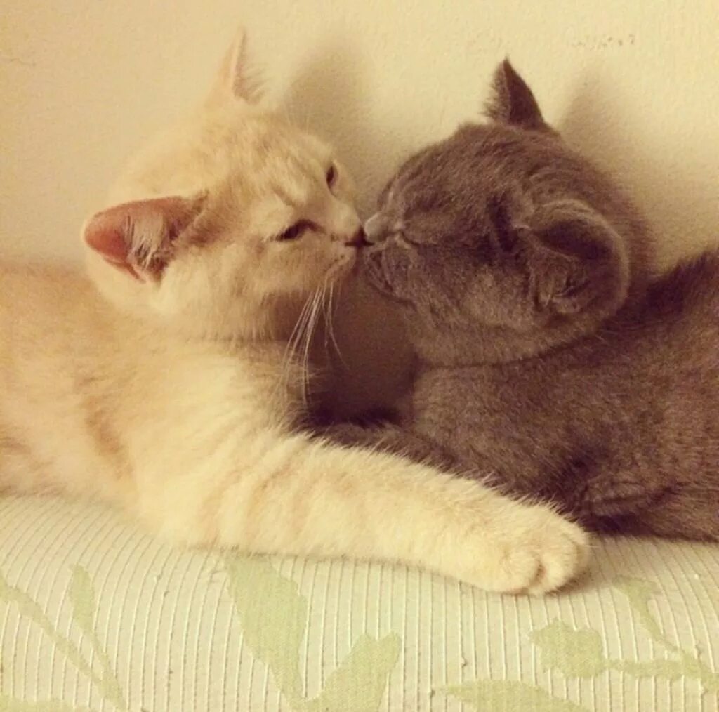 Целую обнимаю милый. Кошки любовь. Котики обнимашки. Котята обнимашки целовашки. Нежные котята.