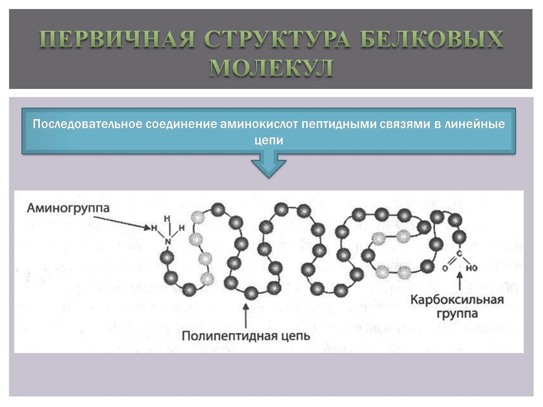 Белки соединение в цепи