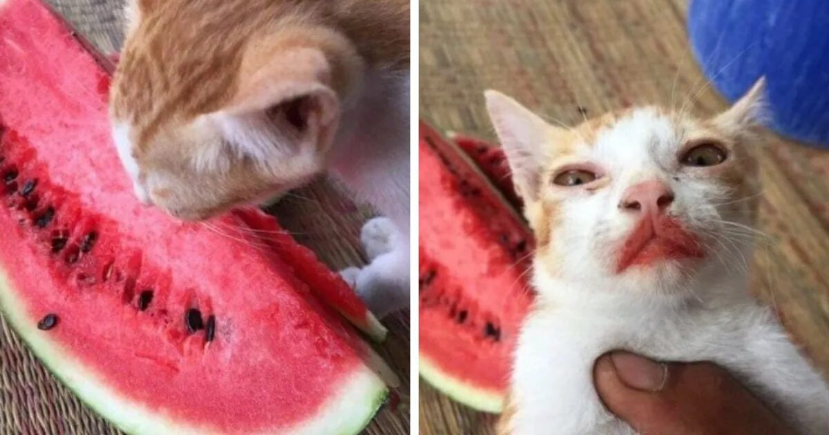 Кот есть арбуз. Котенок и арбуз. котик с арбузом. кот с арбузом на лице.