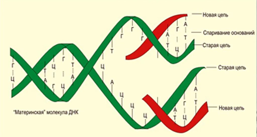 Расплетание цепей днк. Схема редупликации ДНК. Материнская ДНК служит матрицей для синтеза комплементарных цепей. Схема удвоения ДНК редупликация. Процесс удвоения ДНК рисунок.