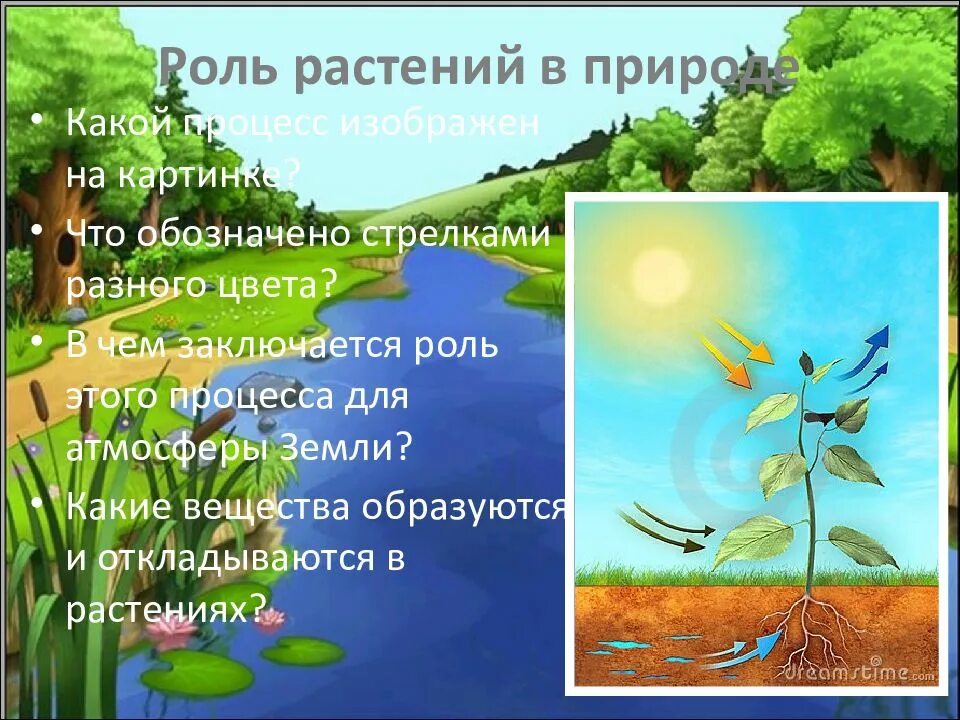 Биология 5 класс значение растений в природе. Роль растений в жизни человека. Коль растений в природе. Роль растений в природе и жизни человека. Важность растений в природе.