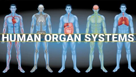 Organ system