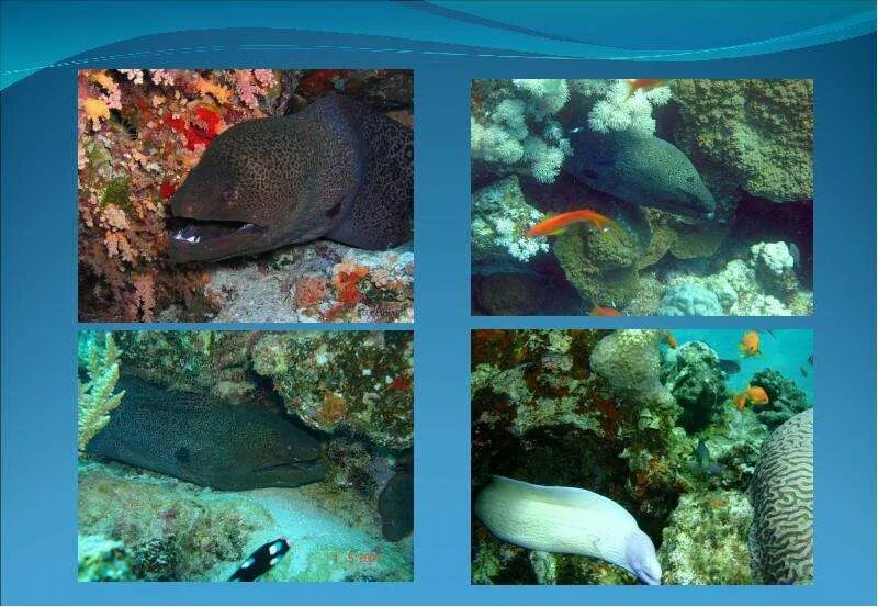 Проект про красное море Проект красное море