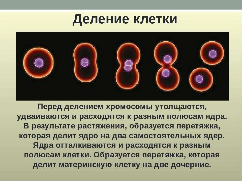 Как произошла 1 клетка. Как происходит деление клеток. Размножение деление клеток кратко. Процесс деления клетки 8 класс биология. 8. Как происходит деление клетки?.