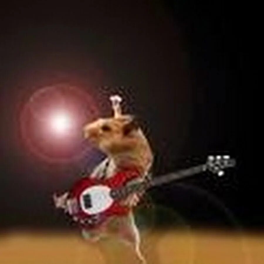 Крыса поет. Крыса с инструментом. Крысы с музыкальными инструментами. Крыски эллен ван дилен. Крыски эллен ван дилен.