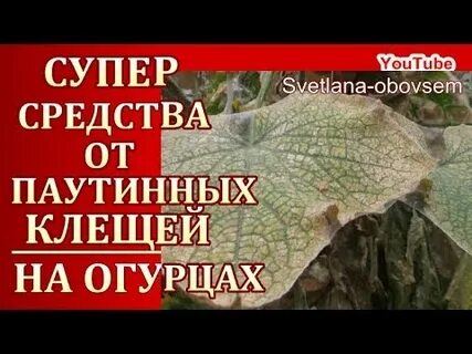Как избавиться от клеща огурцов