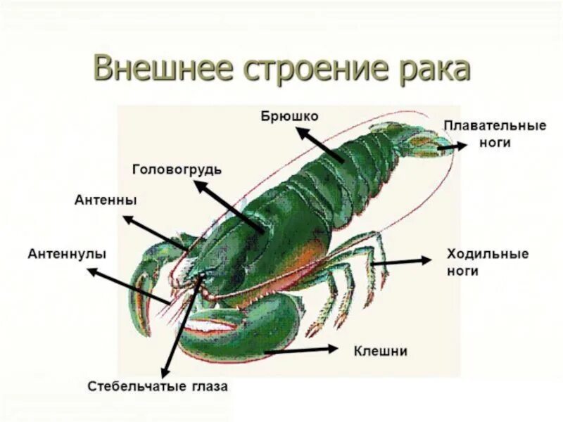 Ракообразные головогрудь и брюшко. Внешнее строение членистоногих. Строение головогруди ракообразных. Внешнее строение членистоногих схема. Строение ракообразных 7 класс биология.