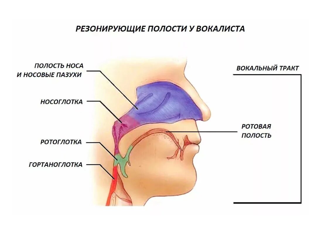 Голосовые резонаторы. Резонаторы голосового аппарата. Резонаторы в голосовом аппарате человека. Грудной резонатор в вокале. Резонаторные полости голосового аппарата.