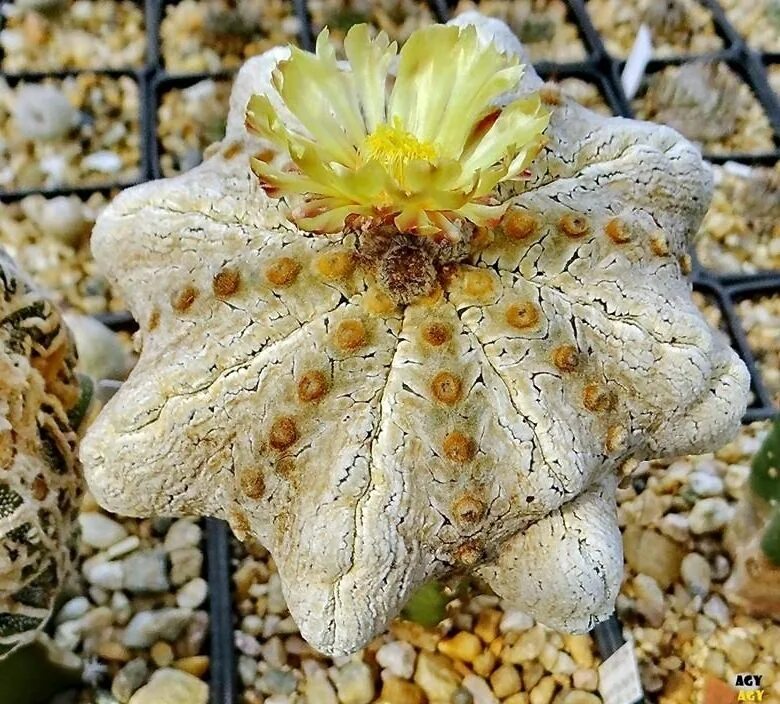 Astrophytum asterias. Астрофитум asterias. астрофитум asterias super kabuto. астрофитум миракле.