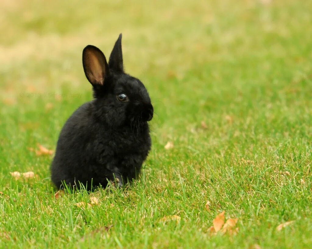 Черный кролик на английском. Черный крольчонок. Черный заяц. Чкрный заяв. Черный декоративный кролик.