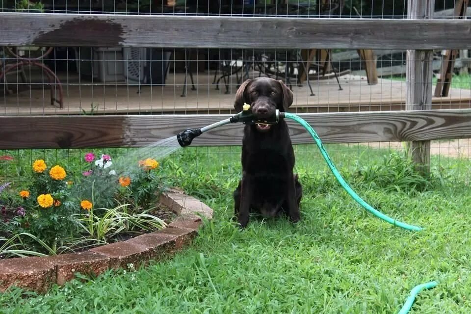 Поливая собака. Dogs drink water. Собака в огороде. Собака жара. Питомцы на даче.
