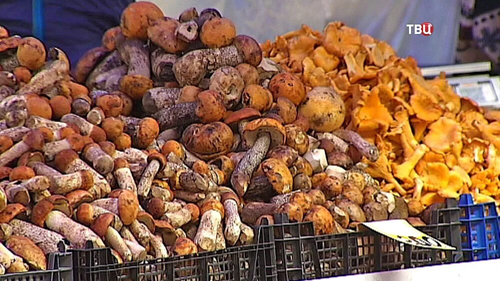 Грибы которые продаются в магазинах. Грибы в красноярске 2023. Грибы на базаре. Грибы северной осетии. Грибы продаются в магазине.