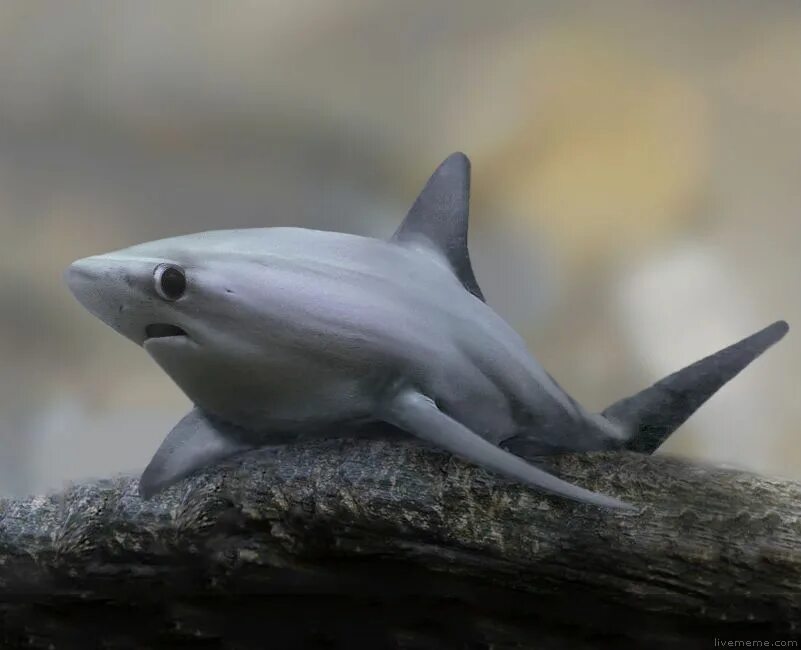 акула мультяшная. грустная акула. белоглазая акула. удивленная акула. сельдевая акула.