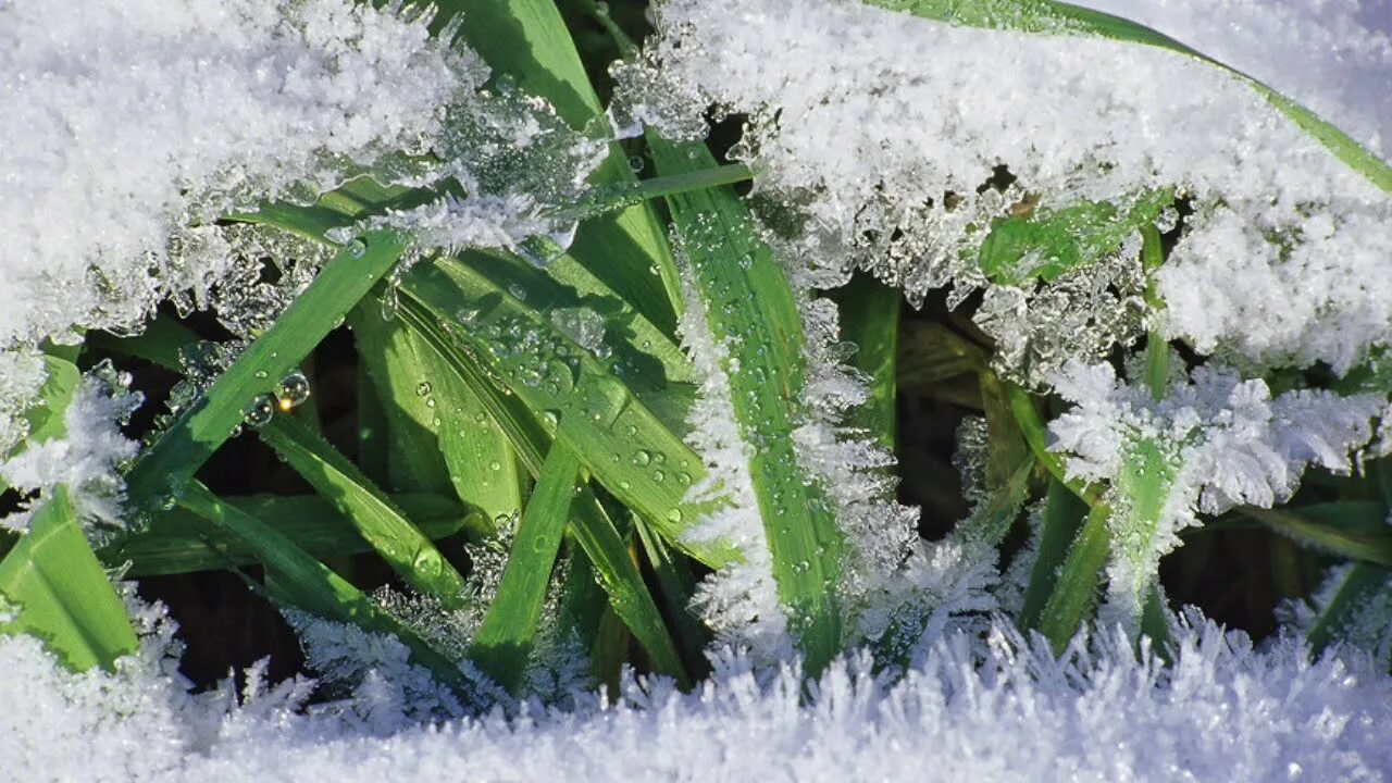 Под снегом есть воздух. Растения под снегом. Трава под снегом. Трава зимой. Растения под снегом зимой.