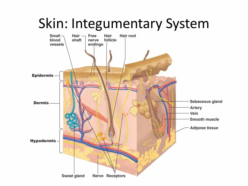 Система покровных органов человека функции. Покровная система. Покровная система части системы. Система покровных органов человека. Integumentary System.