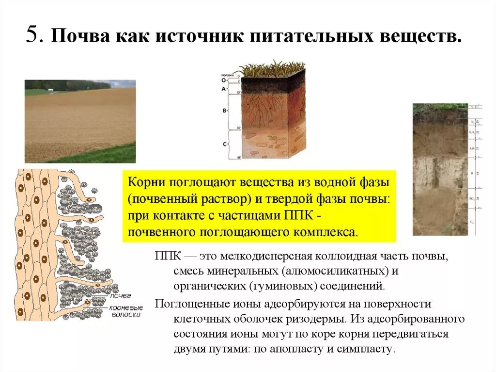 Почвенно поглощающий комплекс почв это. Минеральные соединения почвы. Почва источник. Почва как источник питательных веществ.