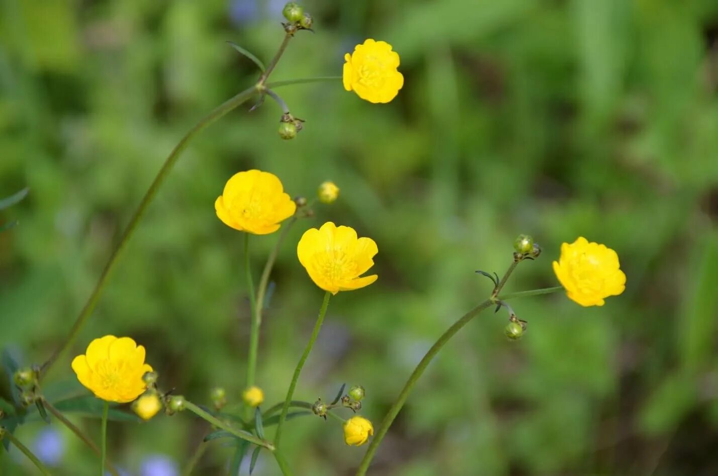 Цветы куриная слепота фото. Лютик едкий. Ranunculus Acris Лютик едкий. Лютик куриная слепота. Лютик едкий и Лютик ползучий.