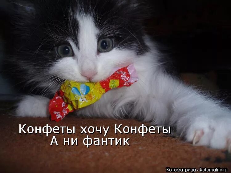 Кот фантик. Конфеты котик. Кот с конфетами. Котенок с конфетой. Песни хочешь конфетку