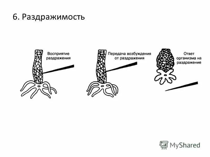 Раздражимость рефлекс гидра. Рефлекторный ответ. Раздражимость схема. Рефлекторная реакция организма. Раздражимость у многоклеточных организмов.
