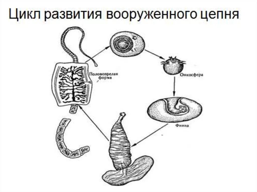 Цепень стадии развития. Стадии жизненного цикла свиного цепня. цикл развития свиного цепня схема. схема жизненного цикла вооруженного цепня. жизненный цикл бычьего и свиного цепня.