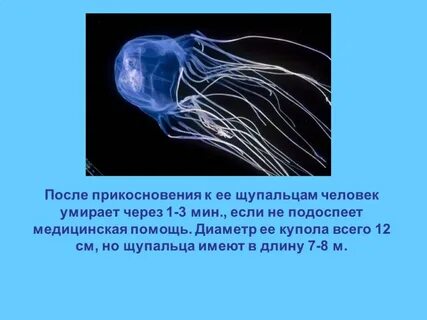 Роль кишечнополостных в жизни человека