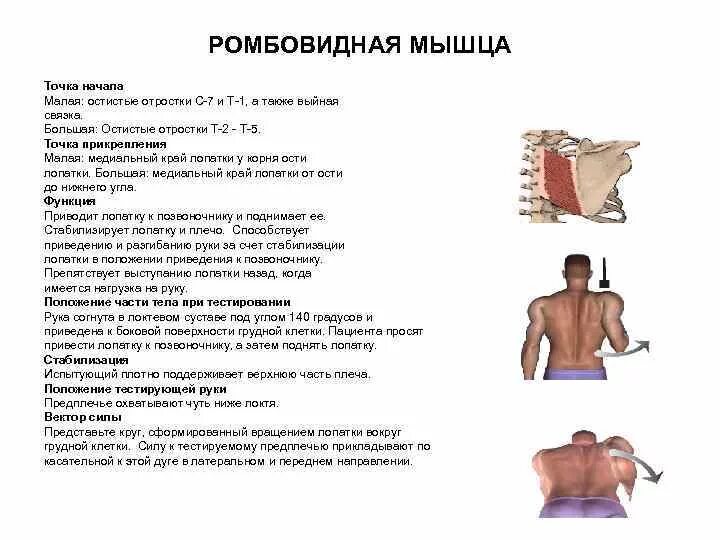 Мышцы человека тест с ответами. Мануально мышечное тестирование большой грудной мышцы. тестирование подлопаточной мышцы кинезиология. тестирование ромбовидной мышцы мануально мышечное. таблица мануального мышечного тестирования.